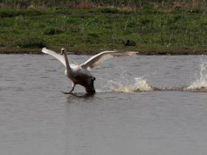 Frans 02 Iemand die over water loopt